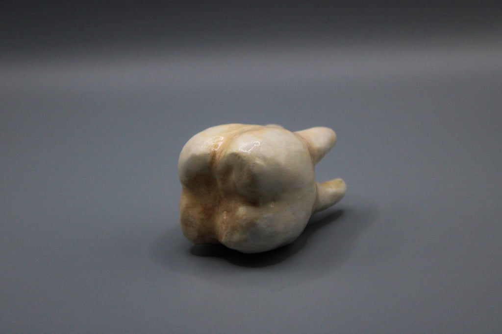 Ring Holder Tooth