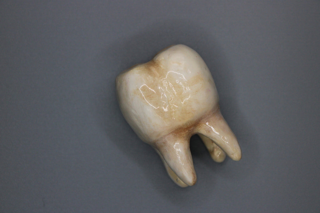 Ring Holder Tooth